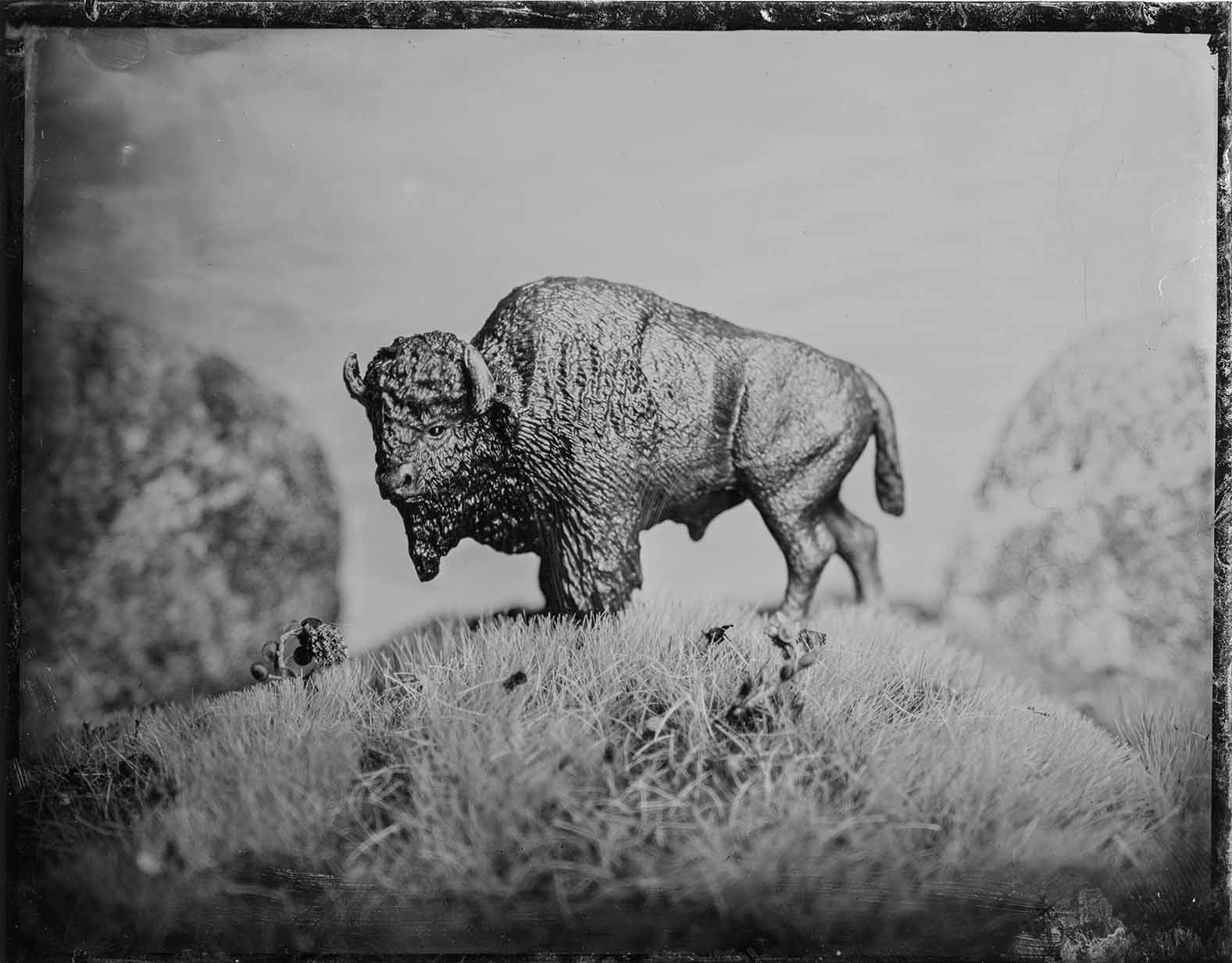 “King of the Prairie" 8x10 tintype print by Ryan Scheer