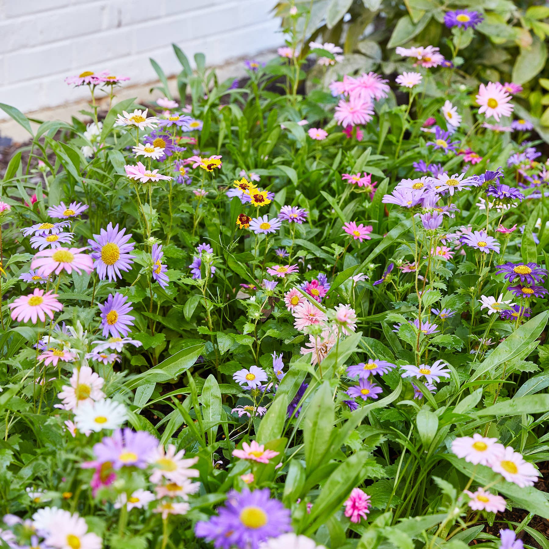 Pollinator Seed Pop (Single)