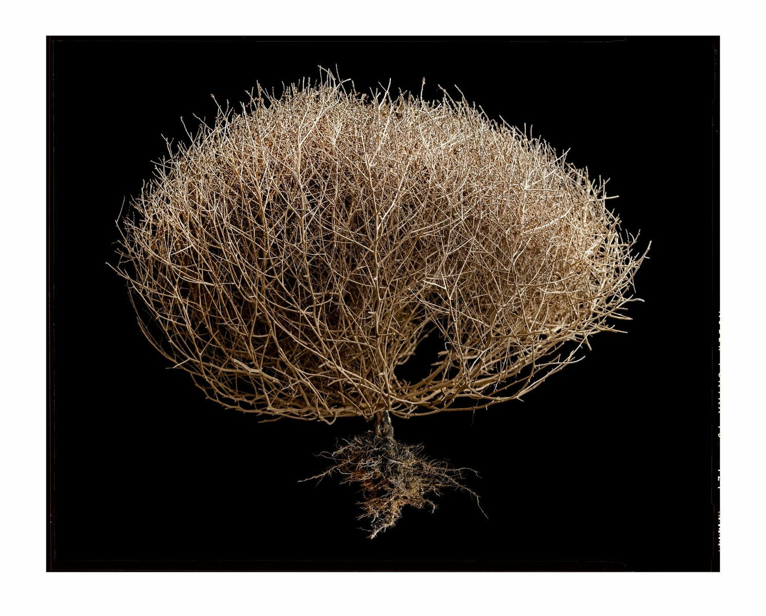 Tumbleweed