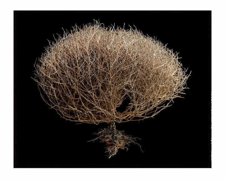 Tumbleweed