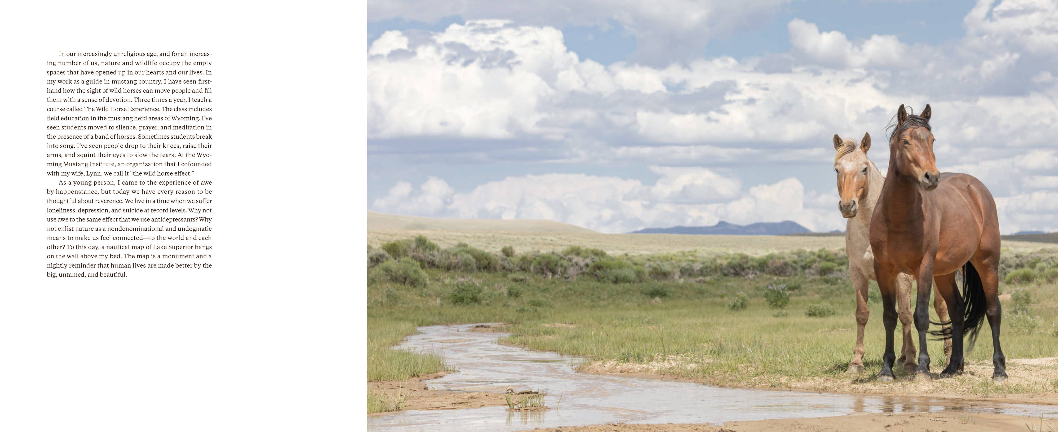 Wild Horse Effect