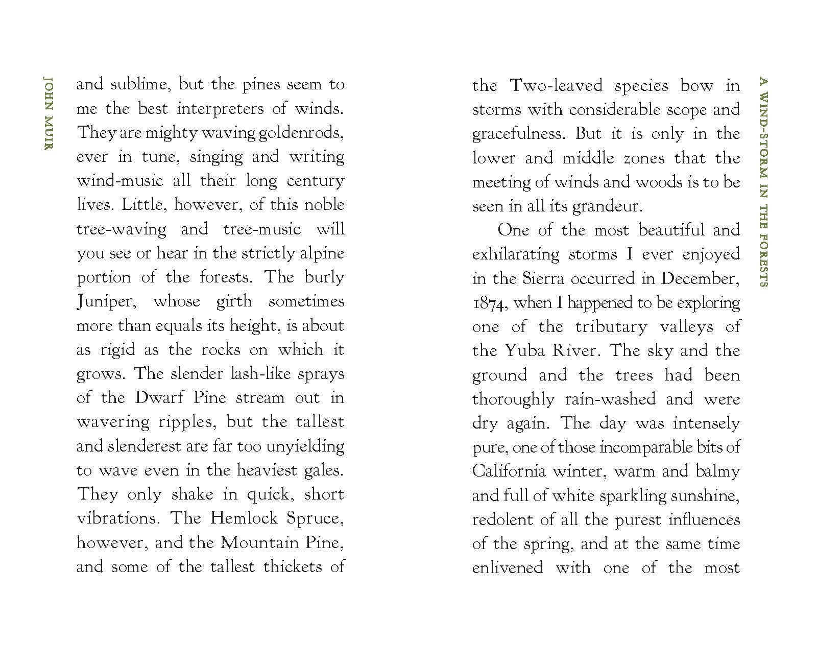 A Wind-Storm in the Forests