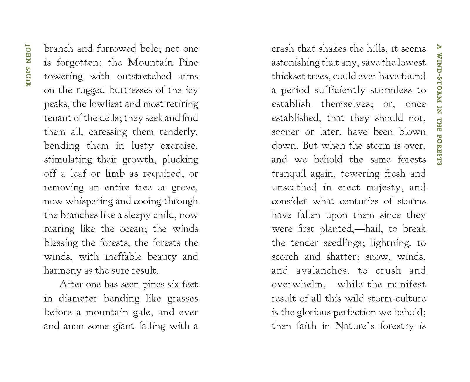 A Wind-Storm in the Forests