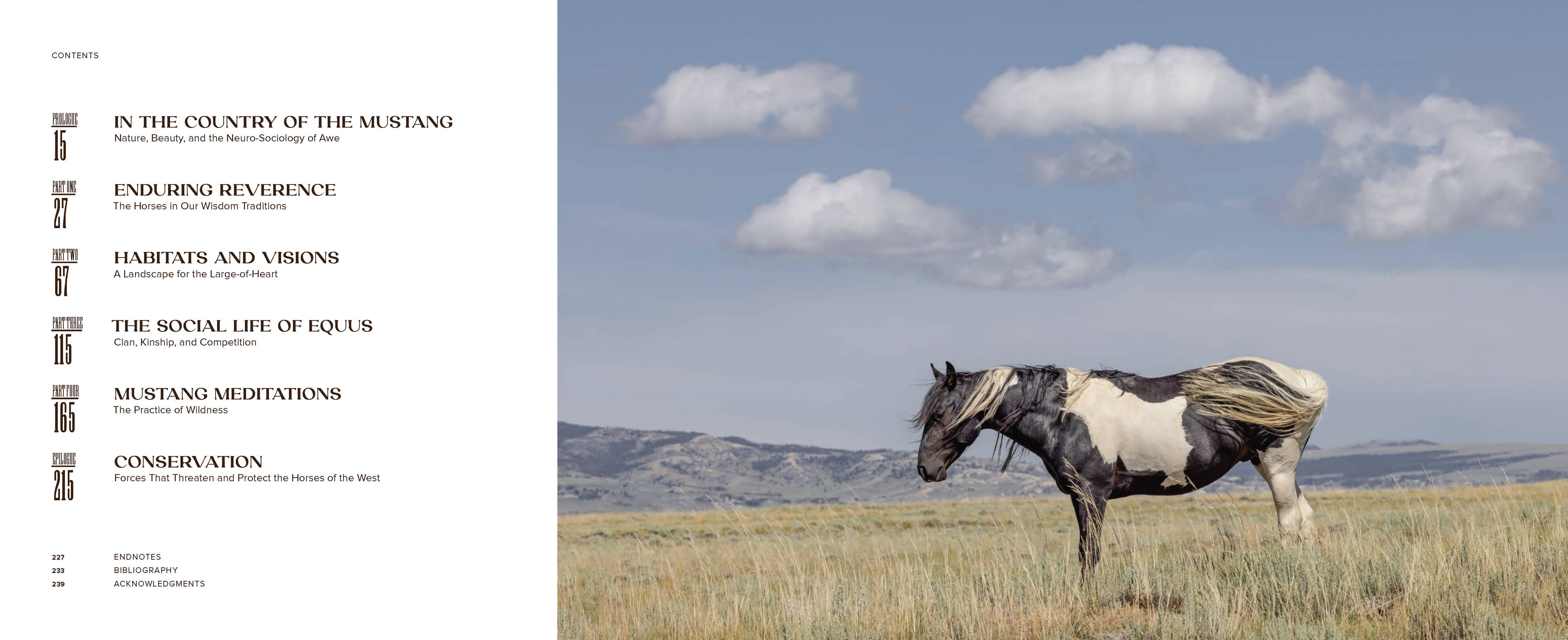 Wild Horse Effect