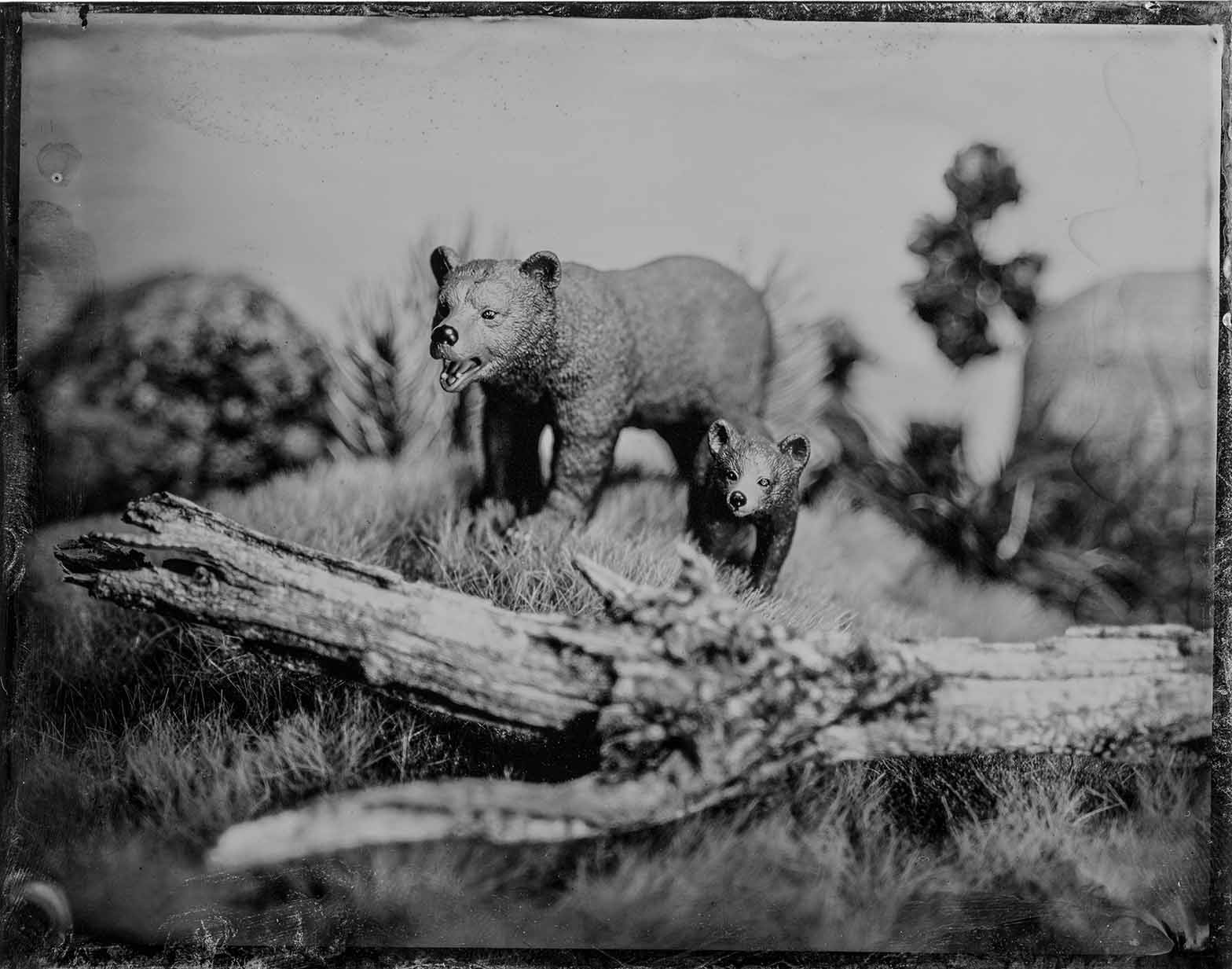 “One Bad Mutha" 8x10 tintype print by Ryan Scheer