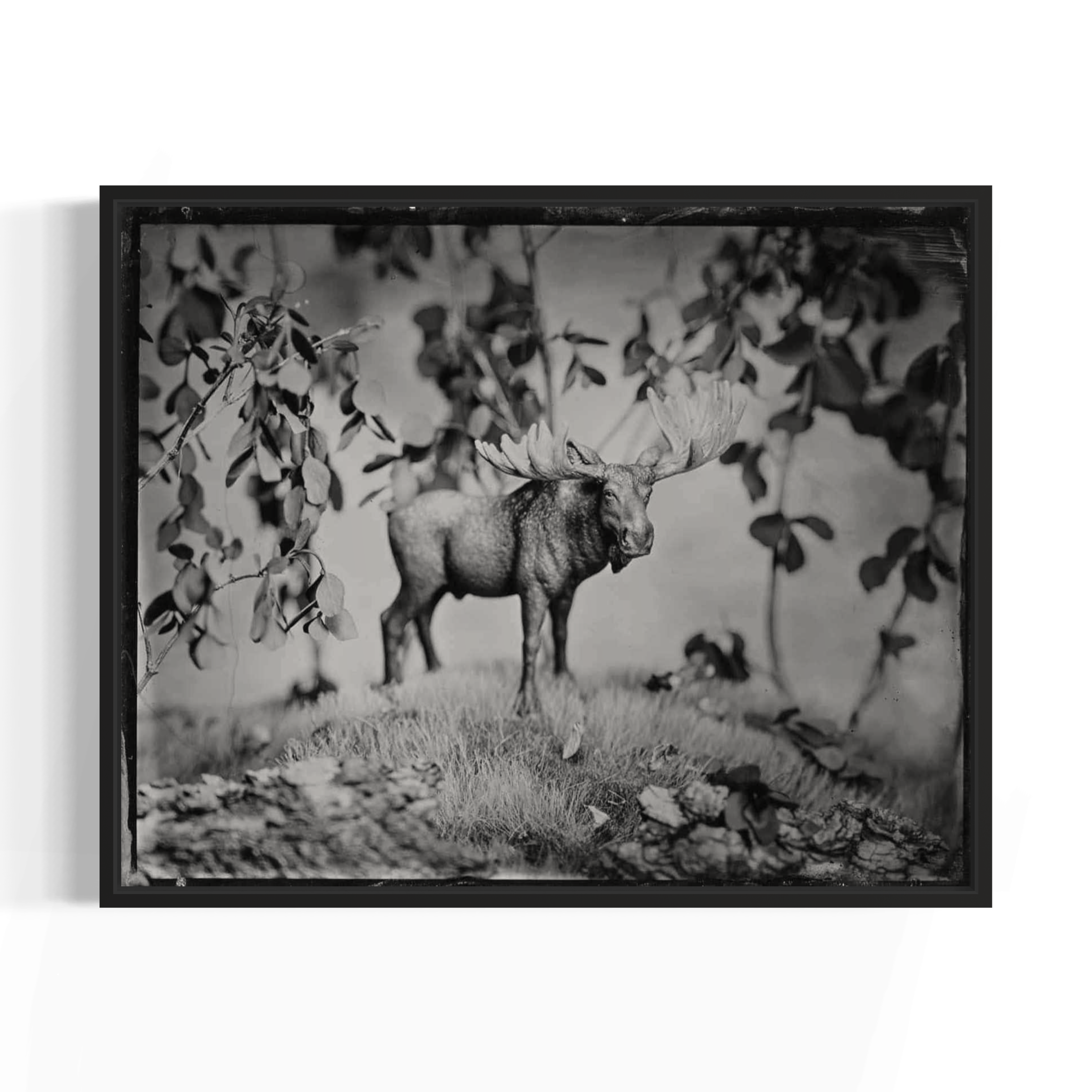 "Big Ol Fella" by Ryan Scheer