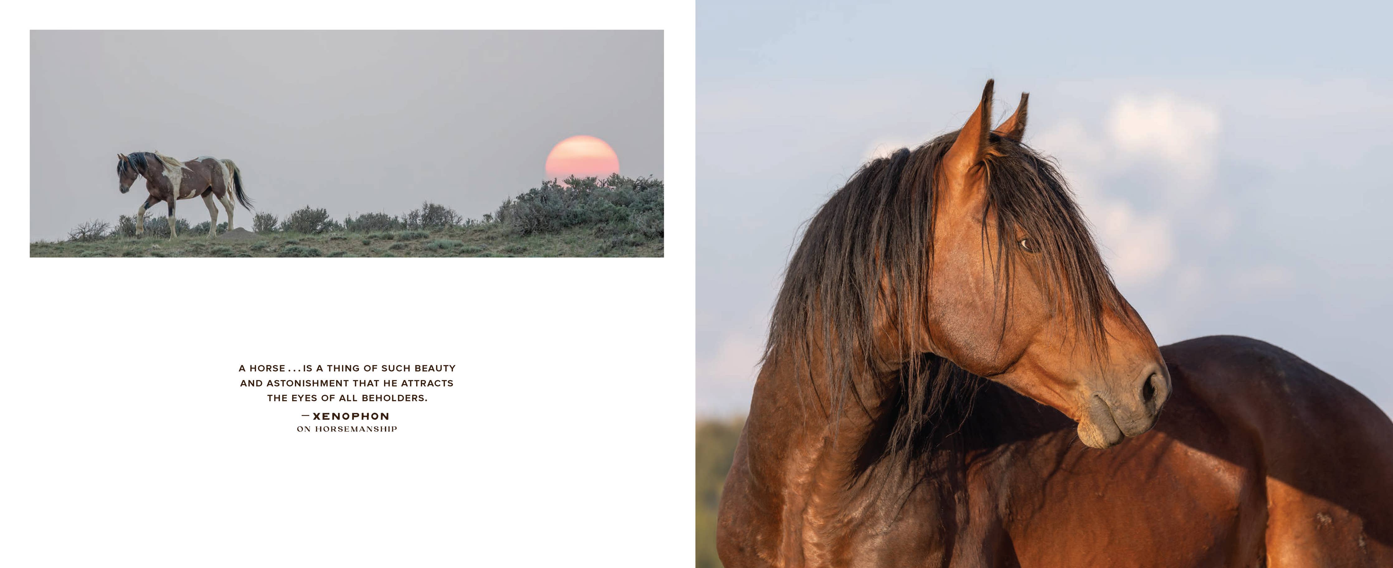 Wild Horse Effect