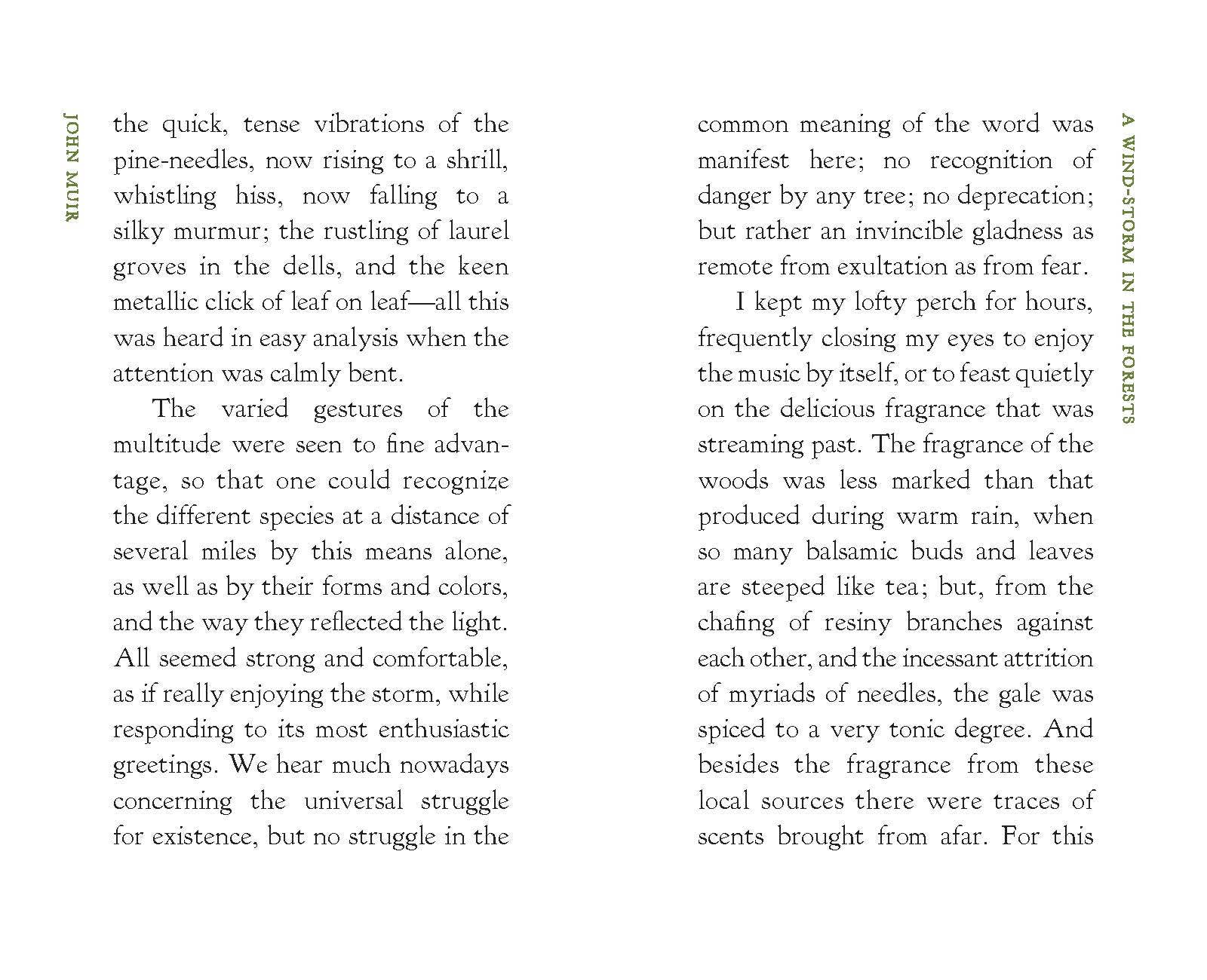 A Wind-Storm in the Forests