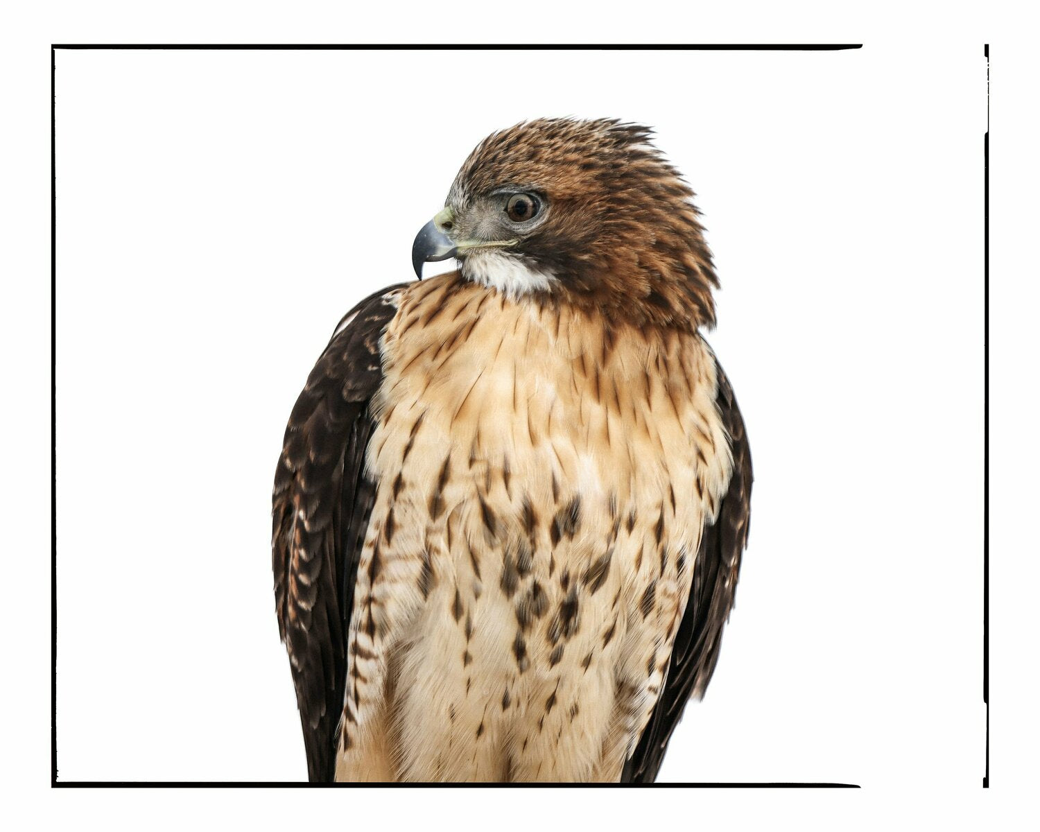 Red Tailed Hawk