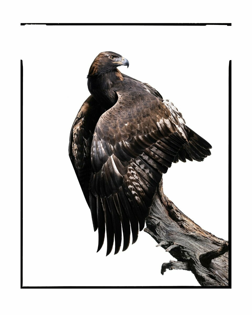 Golden Eagle 2