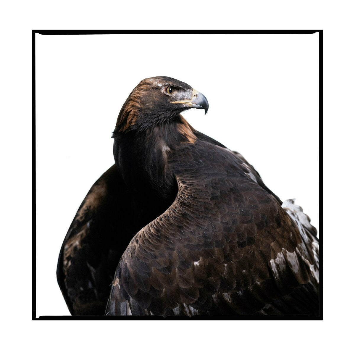Golden Eagle